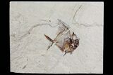 Cretaceous Fossil Fish (Aipichthys) - Lebanon #70304-1